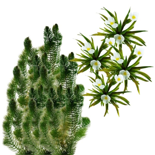 Inheemse Zuurstofplanten 10.000L Native Oxygen-Producing Plants 10,000 L