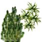 Inheemse Zuurstofplanten 10.000L