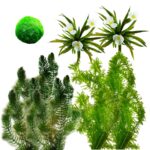 Grote Mix Losse Zuurstofplanten Pakket - 20.000 liter Grote Mix Losse Zuurstofplanten Pakket - 20.000 liter