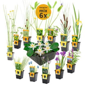 Lote sorpresa de 6 plantas de estanque + nenúfar enano blanco