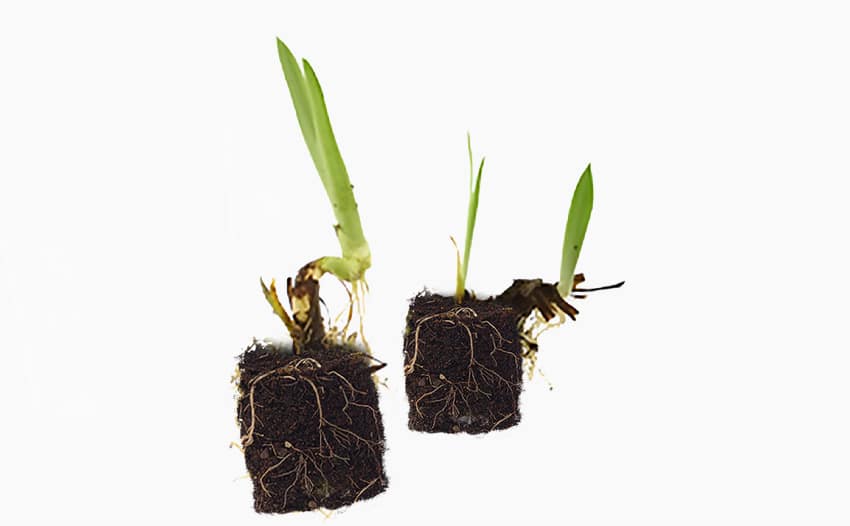 plug-planten-kweekmethode-1 plug plant kweekmethode