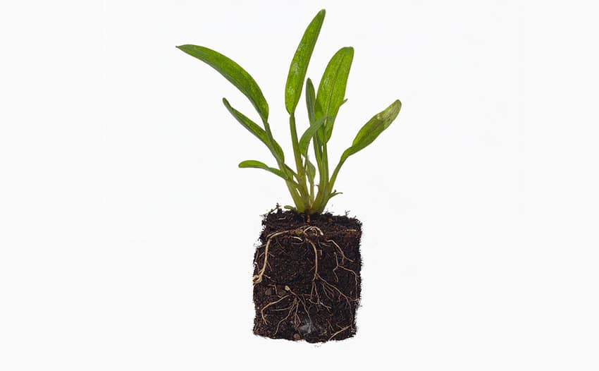 plug-planten-kweekmethode plug plant kweekmethode