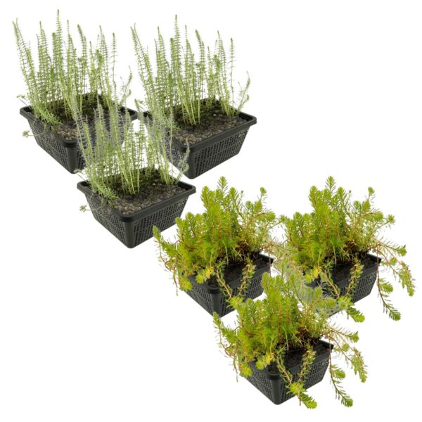 Anti Alg Planten 2-3 m2 Anti Alg Planten 2-3 m2