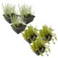 Anti Alg Planten 2-3 m2