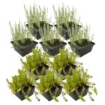 Anti Alg Planten 4-7 m2