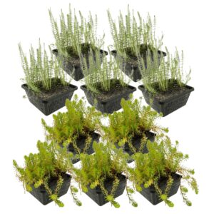 Anti Alg Planten 4-7 m2