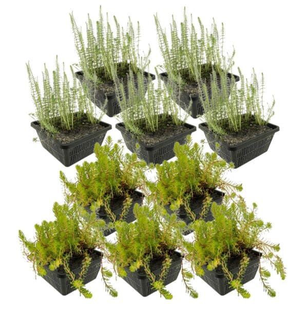 Anti Alg Planten 4-7 m2 Anti Alg Planten 4-7 m2