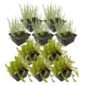 Anti Alg Planten 4-7 m2