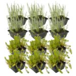 Anti Alg Planten 8-12 m2