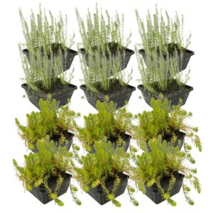 Anti Alg Planten 8-12 m2