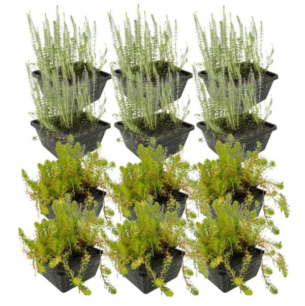 Anti Alg Planten 8-12 m2 Anti Alg Planten 8-12 m2