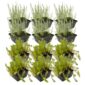 Anti Alg Planten 8-12 m2