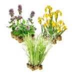 Helophyten Pflanzen 2–3 m²