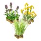 Helophyten Pflanzen 2–3 m²