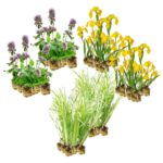 Helophytes Plants 4–7 m²