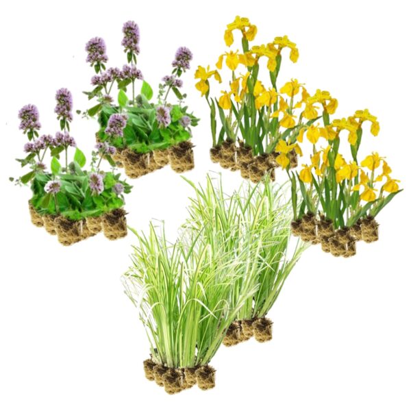 Helofyten Planten 4-7 m2 Helophytes Plants 4–7 m²