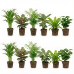 Luchtzuiverende Planten 12