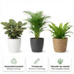 Luchtzuiverende-Planten-12-69058-2