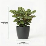 Luchtzuiverende-Planten-12-69058-3