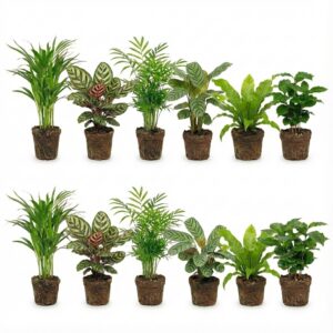 Luchtzuiverende Planten 12