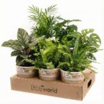 Luchtzuiverende-Planten-12-69058-6