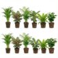 Luchtzuiverende Planten 12
