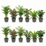 Luchtzuiverende Planten Antraciet 12
