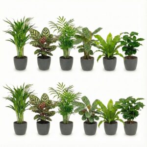 Luchtzuiverende Planten Antraciet 12