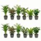 Luchtzuiverende Planten Antraciet 12