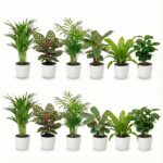 Luchtzuiverende Planten Wit 12