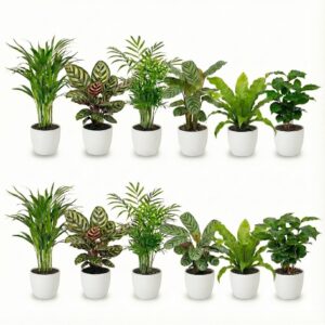 Luchtzuiverende Planten Wit 12
