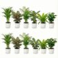 Luchtzuiverende Planten Wit 12