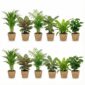 Luchtzuiverende Planten Zeegras 12