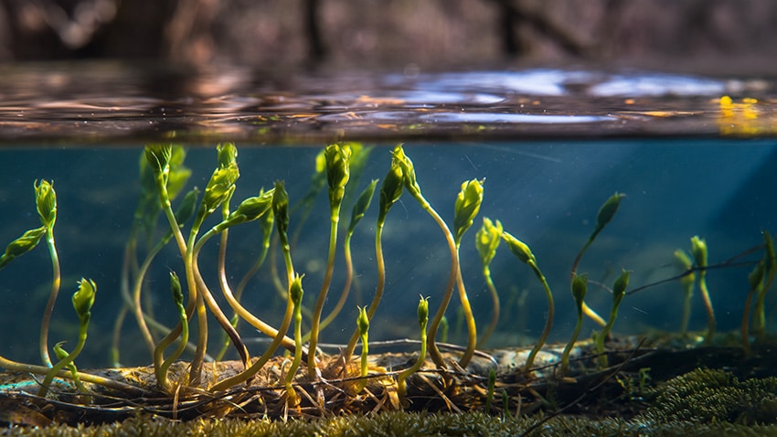 vijver-opstarten-2 Vijver opstarten jonge planten krijgen voorsprong