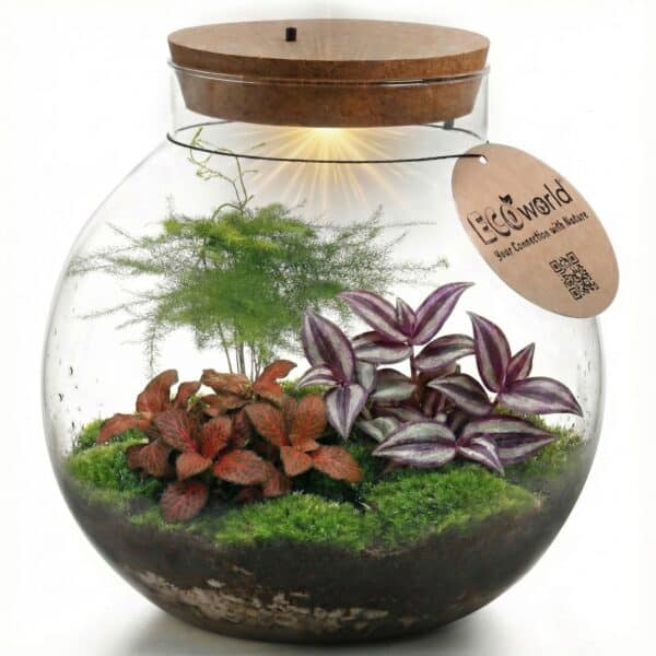 Planten Terrarium Planten Terrarium