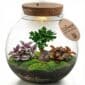 Bonsai Ecosysteem