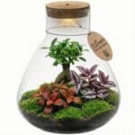 Bonsai Terrarium