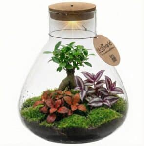 Bonsai Terrarium