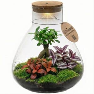 Bonsai Terrarium