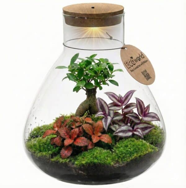 Bonsai Terrarium Bonsai Terrarium