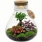 Bonsai Terrarium