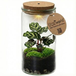 Mini Ecosysteem