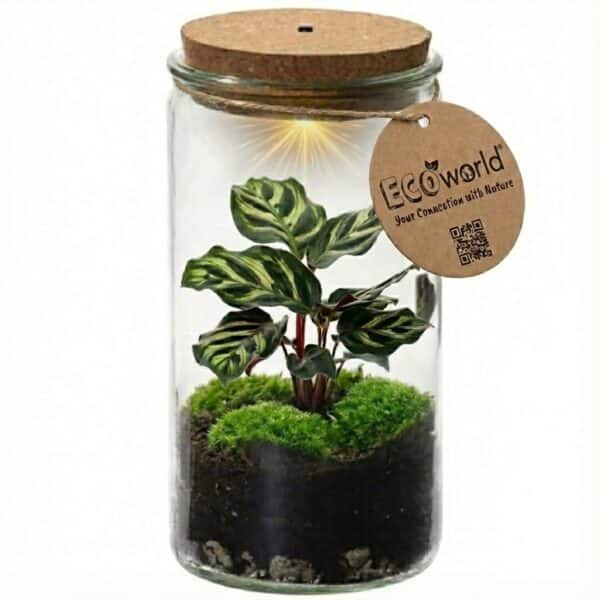 Mini Ecosysteem Mini Ecosysteem