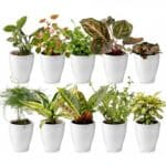 Mini-plantes en pot (lot de 10)