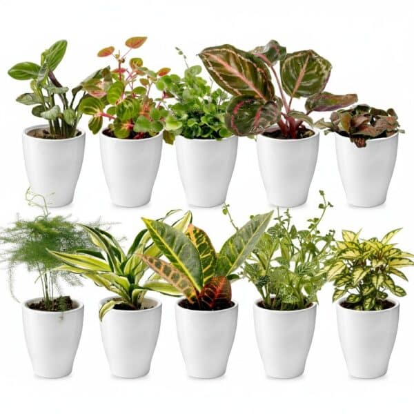 Mini Plantjes met Potjes 10 Mini-plantes en pot (lot de 10)