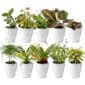 Mini Plantjes met Potjes 10