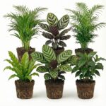 Luchtzuiverende Planten 6