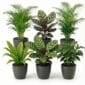 Luchtzuiverende Planten Antraciet 6