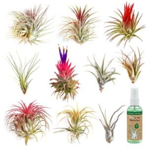 Luchtplantjes 10 Tillandsia