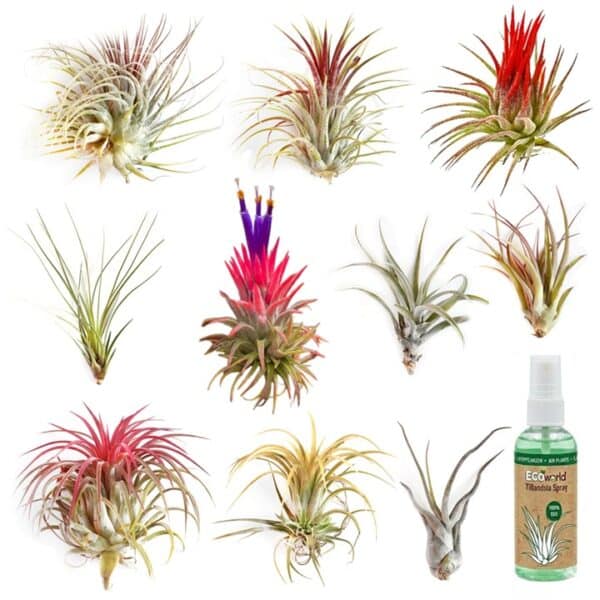 Luchtplantjes 10 Tillandsia Plantes aériennes : 10 Tillandsia